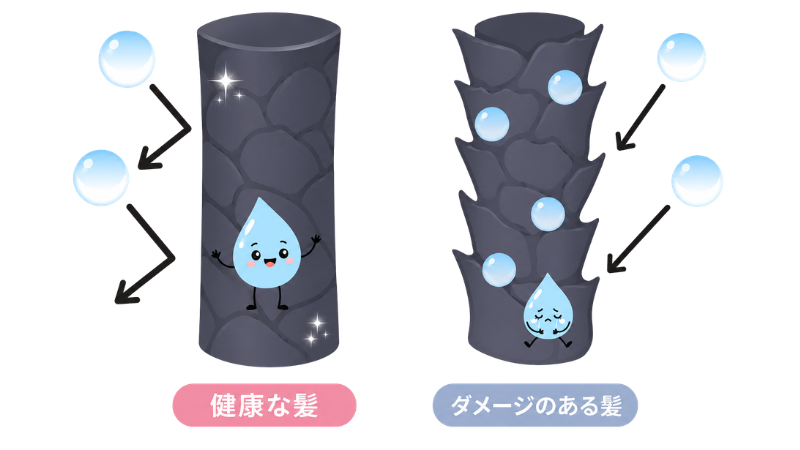 雨の日の髪が広がる仕組み